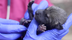 Watch: Pups of world’s most endangered wolf species born at Tennessee zoo